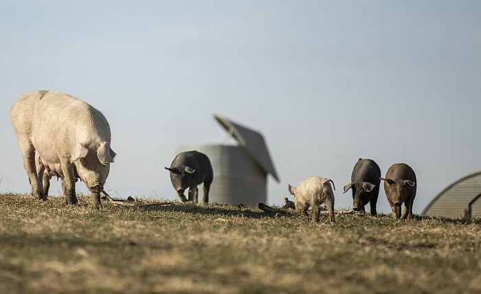 Perdue’s Niman Ranch: Demand heading toward Prop 12 | WATTPoultry.com