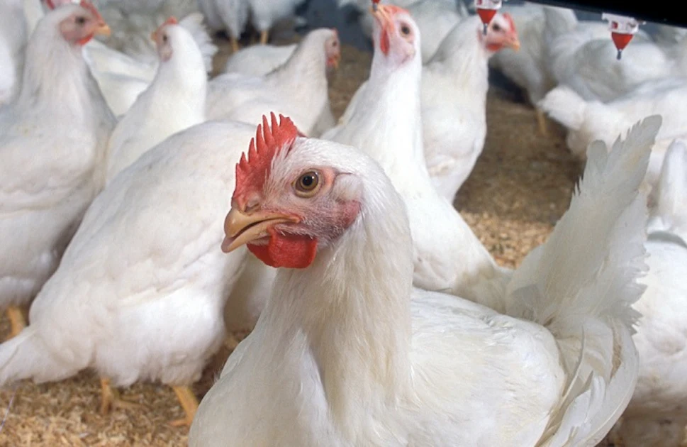Poultry Pict Cook Rd Goffle Road Poultry Farm receives $4.2 million investment | WATTPoultry.com