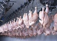factory for the production of chicken meat. technological process.