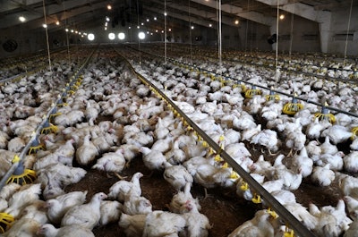 .Farm for growing broiler chickens to the age of one and a half months.