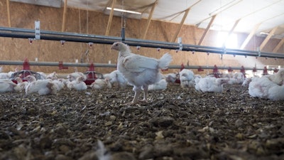 Inside house growing chickens for Perdue