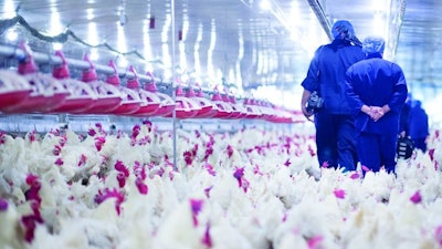 A comprehensive review of feed management, farm management and health management should be conducted across the farm. chayakorn lotongkum | iStock.com