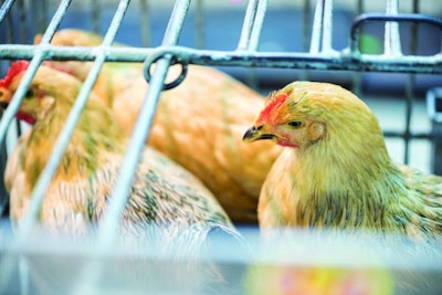 With consumers looking to save money and access to live bird markets still being restricted, producers of yellow feather birds are continuing to lose market share as cheaper white feather broilers gain in popularity. PamelaJoeMcFarlane