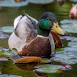 Duck in water. One male mallard duck with water lily. Wild duck. Anas platyrhynchos. Beauty in nature.