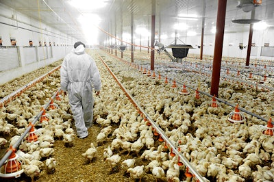 Calarasi, Romania - November 5, 2013: A farmer veterinary walks inside a poultry farm in Calarasi on November 5, 2013.
