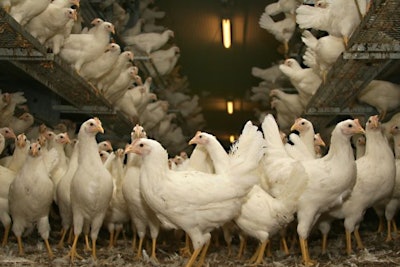 Over 43 million laying hens and around 1 million pullets have been lost through mid-January during the 2022-23 HPAI epidemic in the U.S. Ginasanders | Dreamstime.com