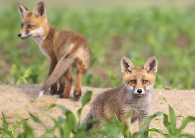 Two European red foxes pups in the spring corn field