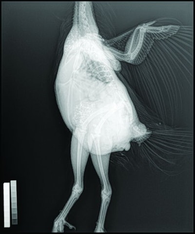 X-ray image captured using the new Roslin technology. Courtesy The Roslin Institute.