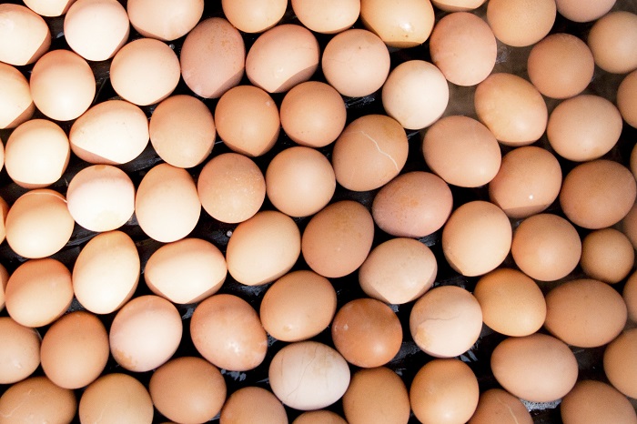 Top 25 US egg producers in 2023