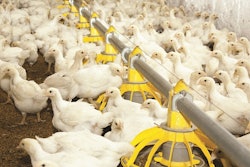Modern poultry farm for the production of white meat