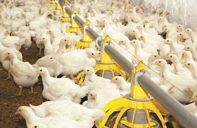 Modern poultry farm for the production of white meat
