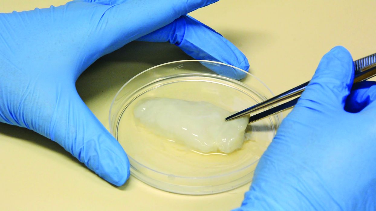 Brazil to develop laboratory-grown chicken breast | WATTPoultry.com