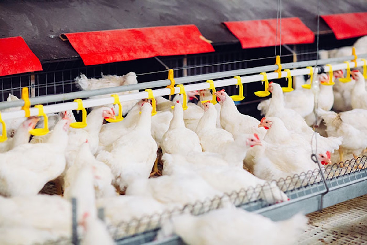 Better breader belt life boosts poultry line productivity