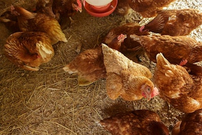 hen in henhouse farm.