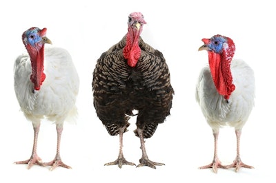 Turkeys isolated on a white background. Studio