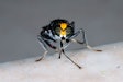 Adult Soldier Fly of the Genus Cyphomyia