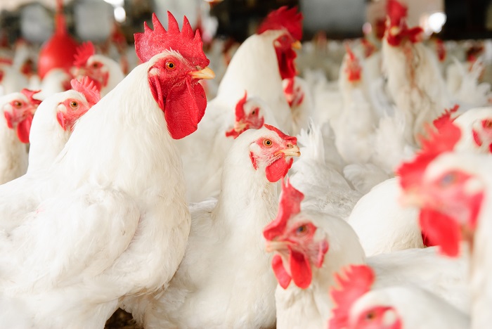 Changing consumer demands challenge poultry’s future | WATTPoultry.com
