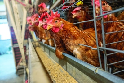 (Blur some Chicken) Layer chickens with Multilevel production line conveyor production line of chicken eggs of a poultry farm, Layer Farm housing, Agriculture technological equipment factory. Limited depth of field.