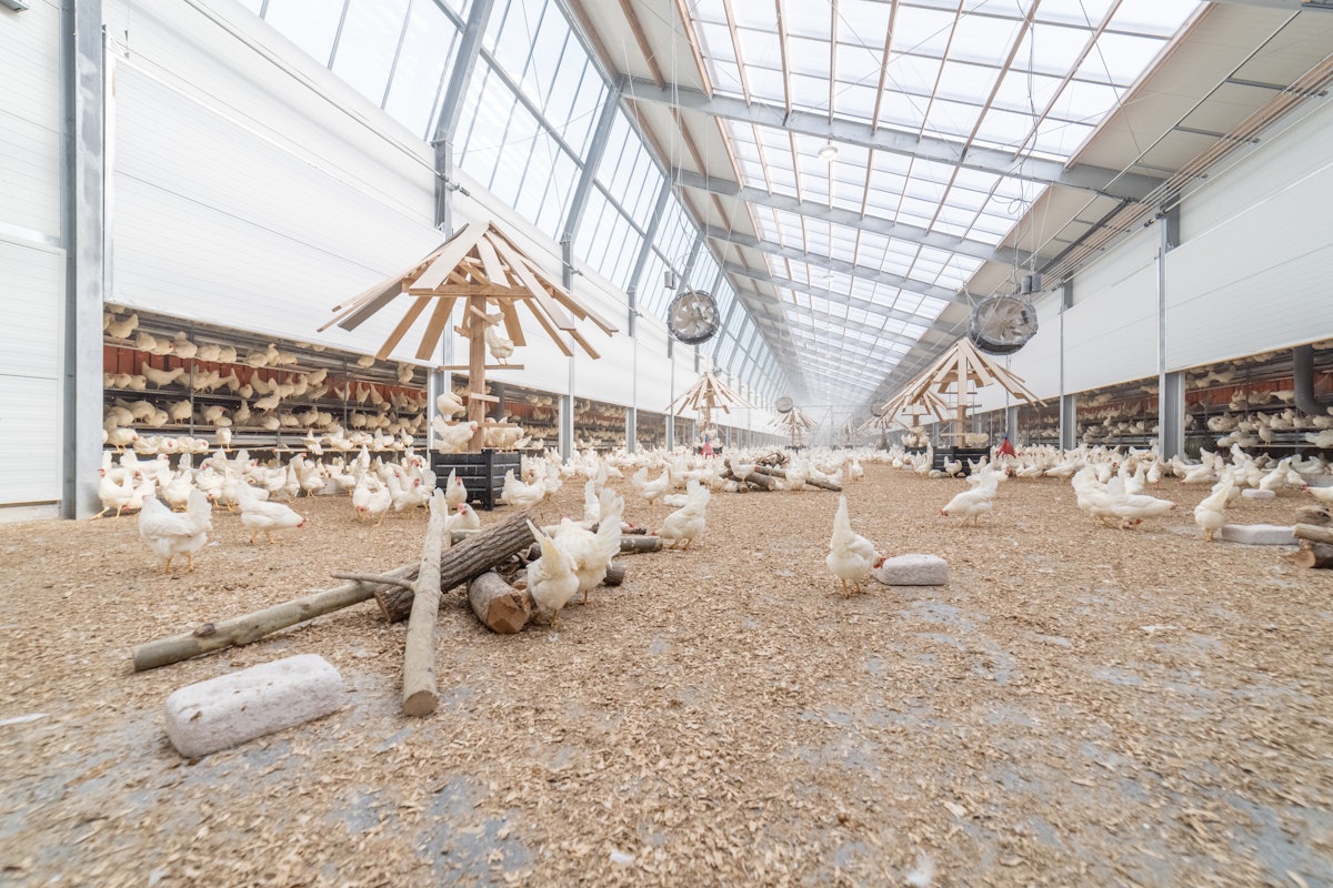 How the hunt for web 0 will form the poultry trade