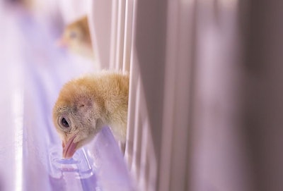 The Next Nest hatchery system offers poultry immediate access to water. (Courtesy Next Nest)