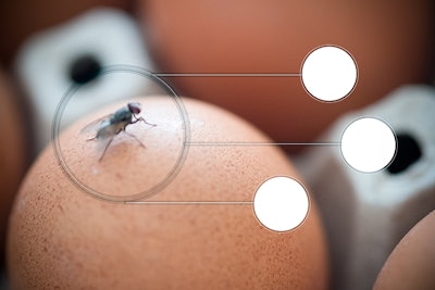 Infographics circles warning, fly insect clutch on egg are carriers of typhoid tuberculosis (selective focus)