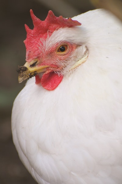 Longer lived poultry like breeders, turkeys and table-egg laying chickens are at higher risk of avian influenza infection.