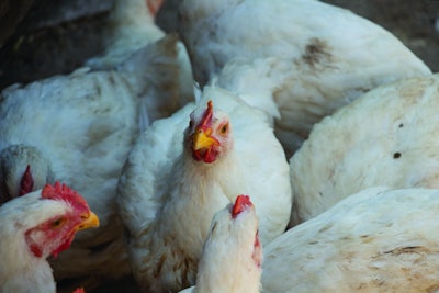 white broiler chickens in the farm yard, chickens communicate, meeting chickens at the farm. High quality photo