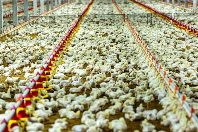 Chicken automatic feeding in close farm, temperature and light control , Thailand.
