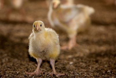 There are vaccines available that would be effective against the H5 strains of avian flu but they are not approved in the U.S. (Flatfeet | Shutterstock.com)
