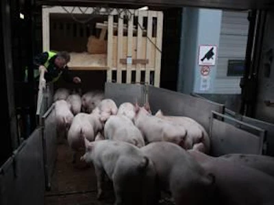 Pig International - Topigs exports gilts to Japan | WATTPoultry.com