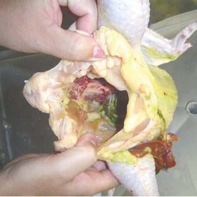 Bile Staining Processd Poultry 2