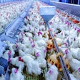 Animal housing, White Chicken, Hen, Farm production, Farming