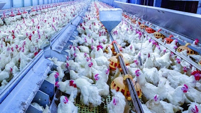 Animal housing, White Chicken, Hen, Farm production, Farming