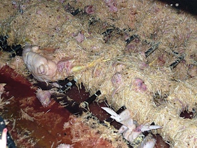 Broilers-lost-duing-plucking-3