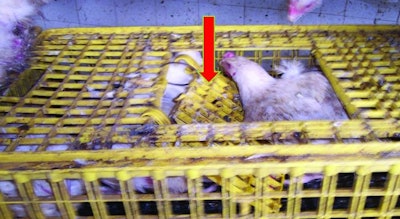 Broken Broiler Harvesting Cage1