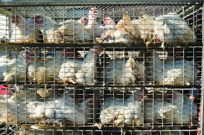 How new practices can boost poultry processing | WATTPoultry.com