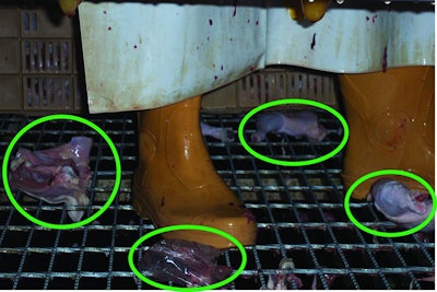 Chicken Parts On Floor