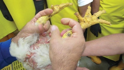 Correctly-held-broiler-legs