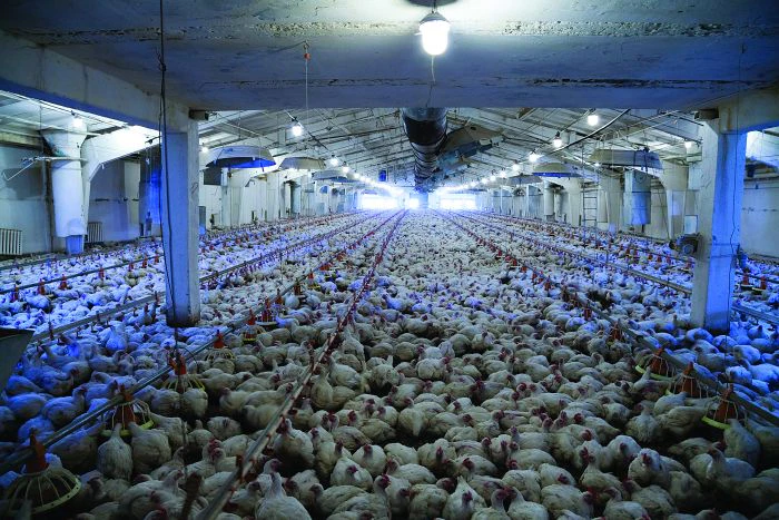 Broilers Light Evaluating broiler house lighting intensity, wavelength | WATTPoultry.com