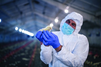 Adult man wearing protective equipment and examining little chick in chicken farm.