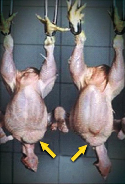 Full Crop Processed Chicken 1