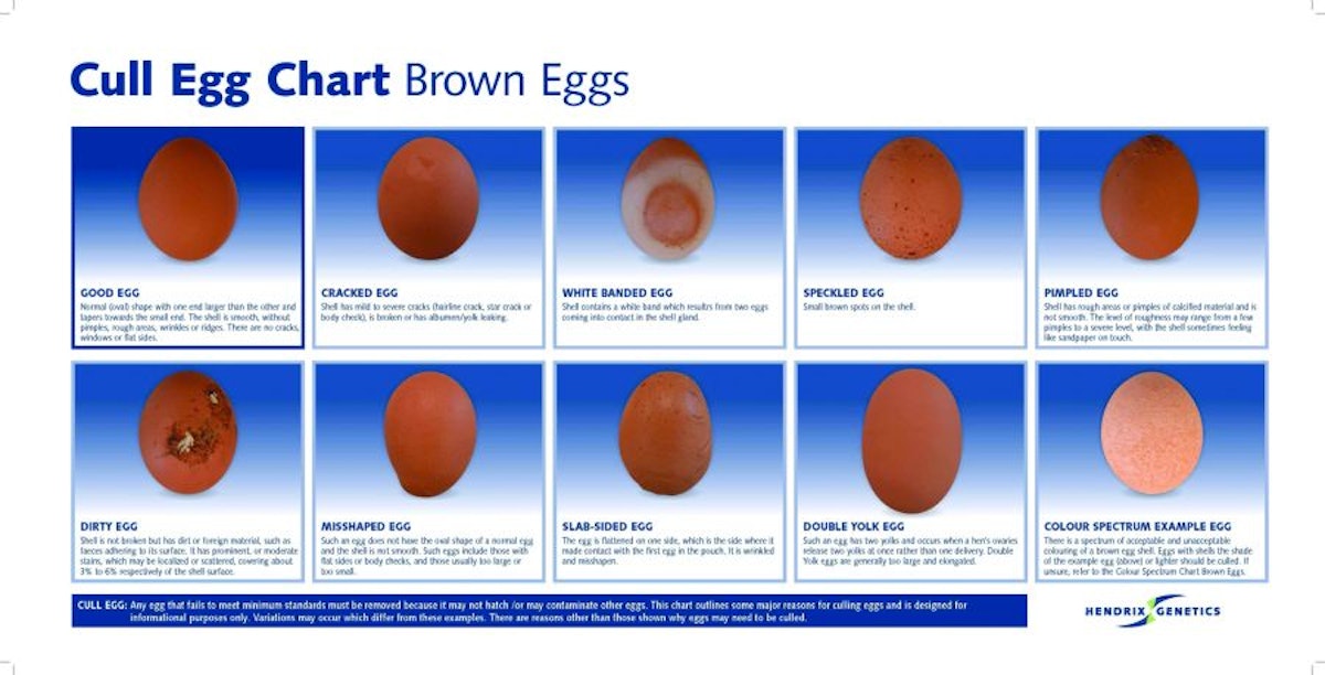 Source Automatic Expiry Date Printer For Egg / Chicken Egg Date