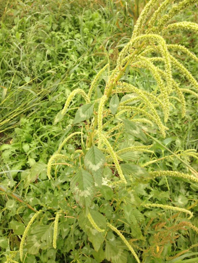 Amaranth Invasive Palmer amaranth, an invasive weed, is spreading in animal feed ...