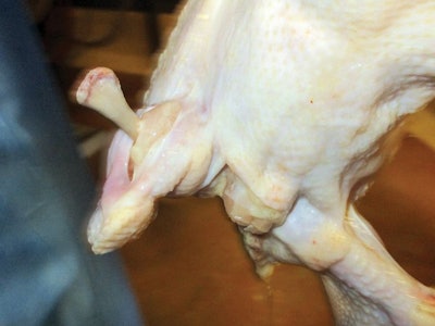 Poorly-plucked-broiler-with-dislocation