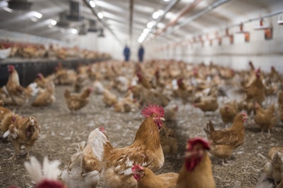 Aviagen Slower Growing Breed