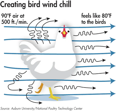 4 keys to cooling broilers using tunnel ventilation | WATTAgNet ...