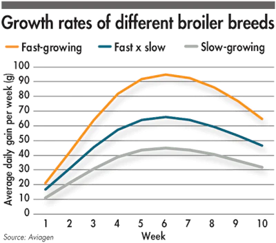 Broiler Growth Chart Slow Growing Broilers Are Healthier And Express