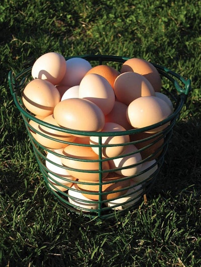 brown and white eggs