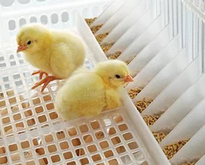 Early chick feeding adopted by Holland’s largest hatchery | WattAgnet ...