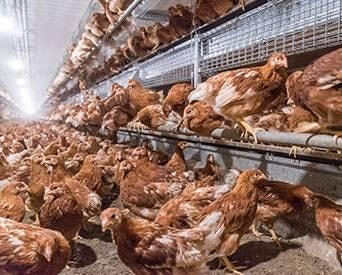 Hens On Floor 1507 E Iwillamette